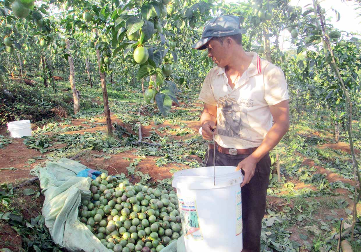 nông dân thu hoạch chanh dây