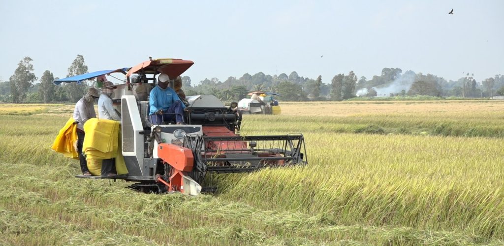 thu hoạch lúa tại Đồng bằng sông cửu Long